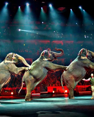 Circus Caballero Los Angeles