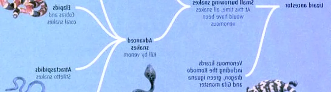 Evolution of a Snake