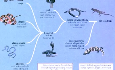 Evolution of a Snake