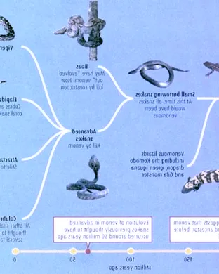 Evolution of a Snake: The Showgirl Experience